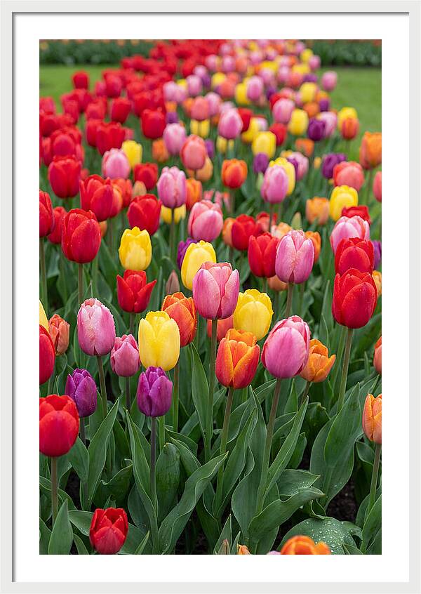 Keukenhof Tulip Garden Bliss