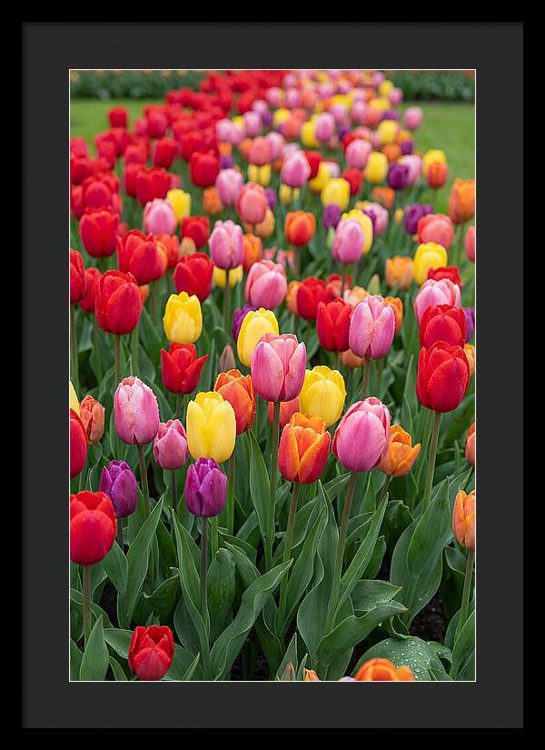 Keukenhof Tulip Garden Bliss
