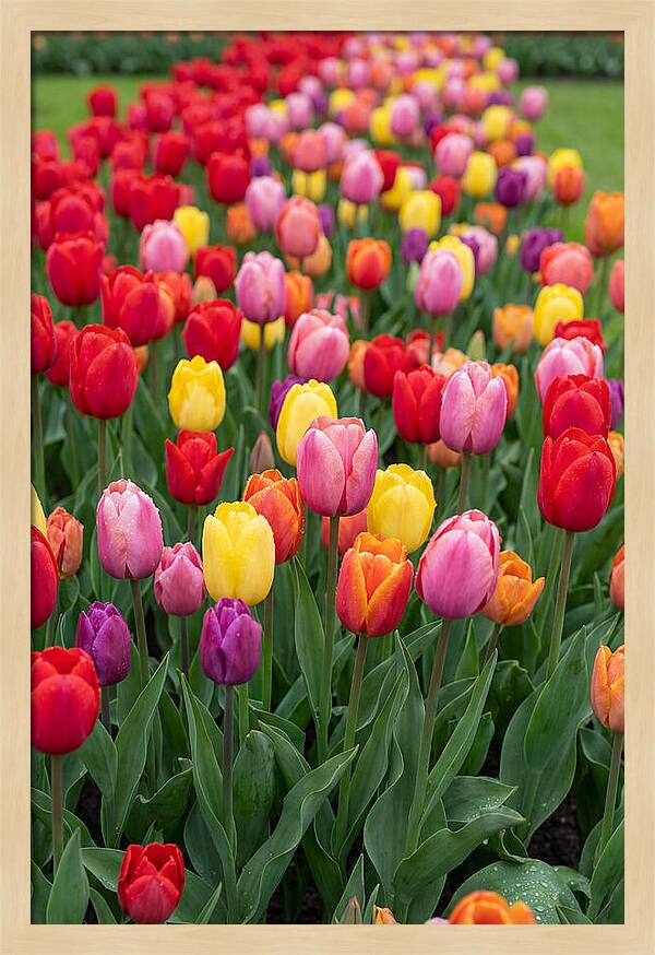 Keukenhof Tulip Garden Bliss
