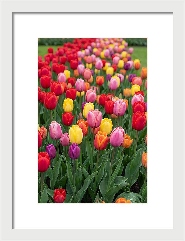 Keukenhof Tulip Garden Bliss