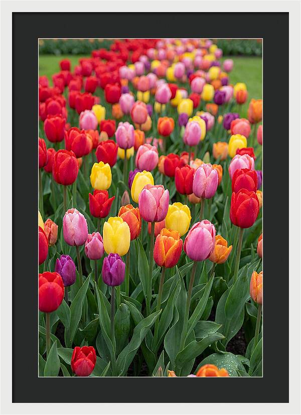 Keukenhof Tulip Garden Bliss