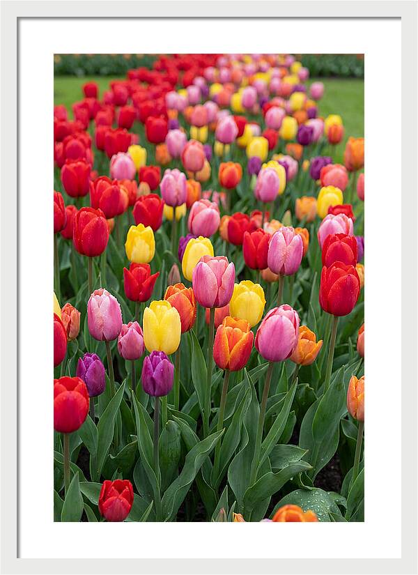 Keukenhof Tulip Garden Bliss