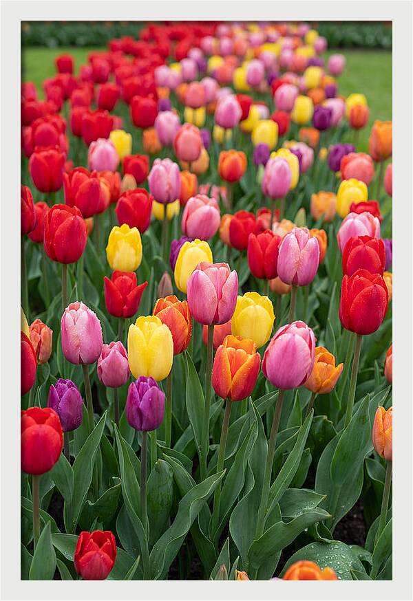 Keukenhof Tulip Garden Bliss