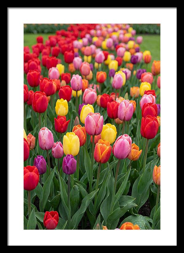 Keukenhof Tulip Garden Bliss