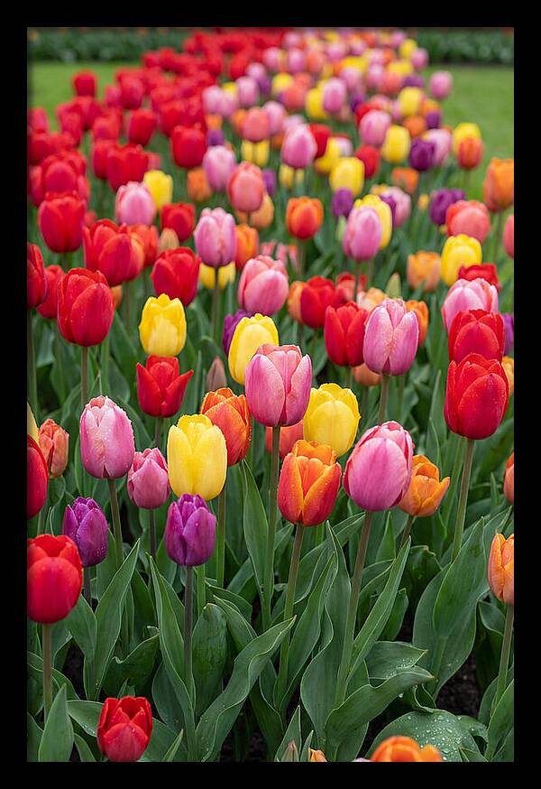 Keukenhof Tulip Garden Bliss