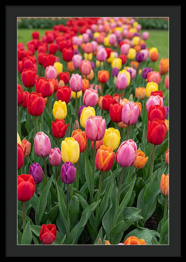 Keukenhof Tulip Garden Bliss