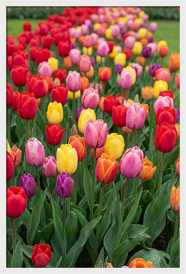 Keukenhof Tulip Garden Bliss
