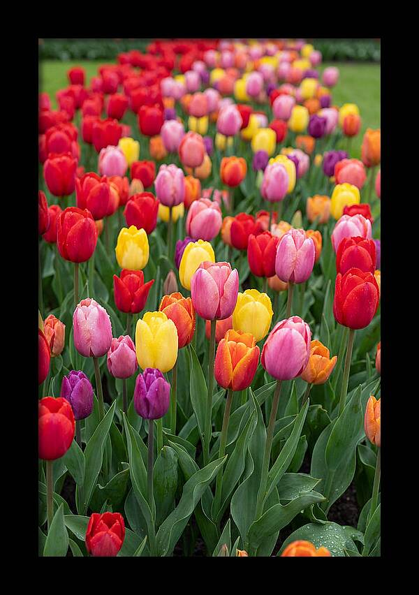 Keukenhof Tulip Garden Bliss