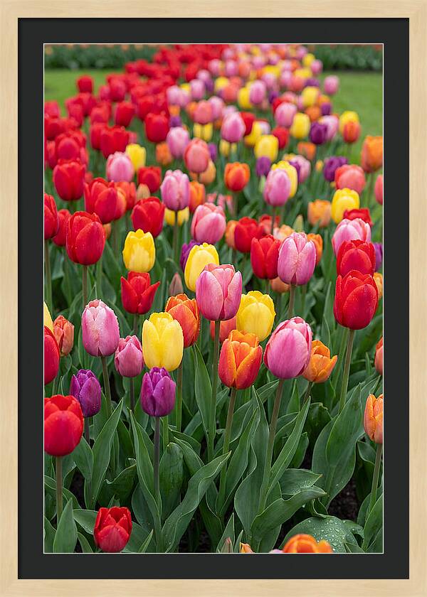 Keukenhof Tulip Garden Bliss