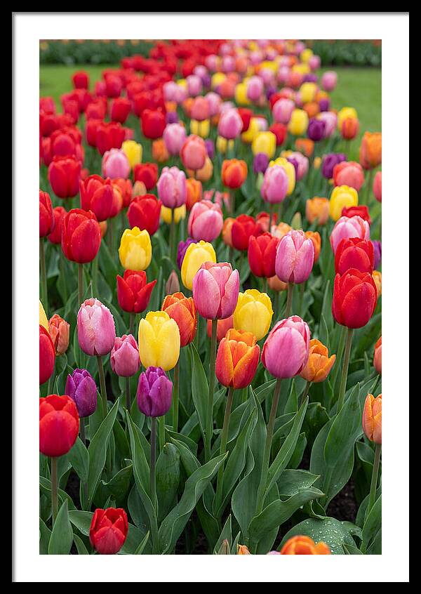 Keukenhof Tulip Garden Bliss