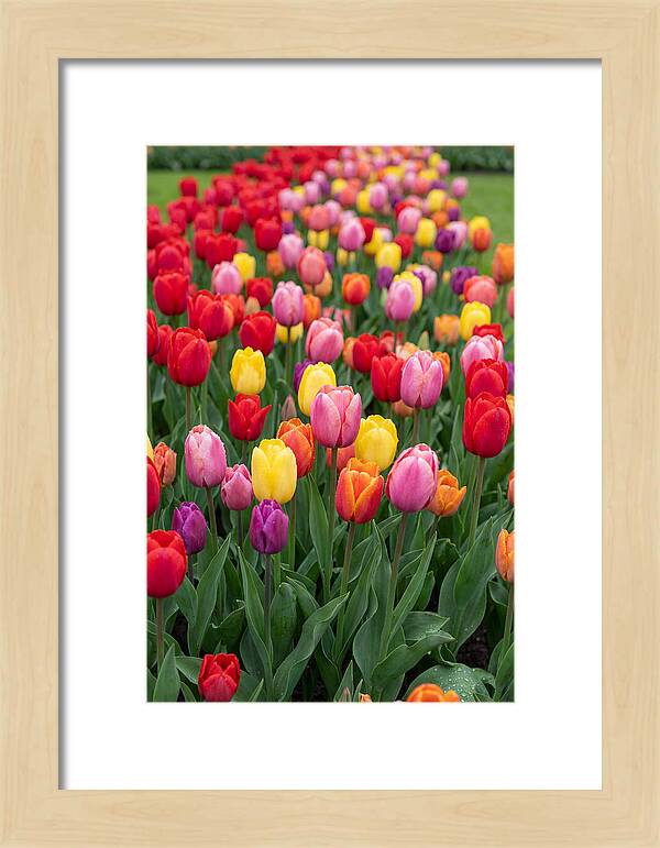 Keukenhof Tulip Garden Bliss