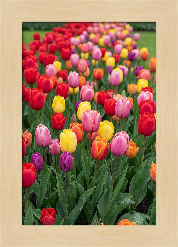 Keukenhof Tulip Garden Bliss