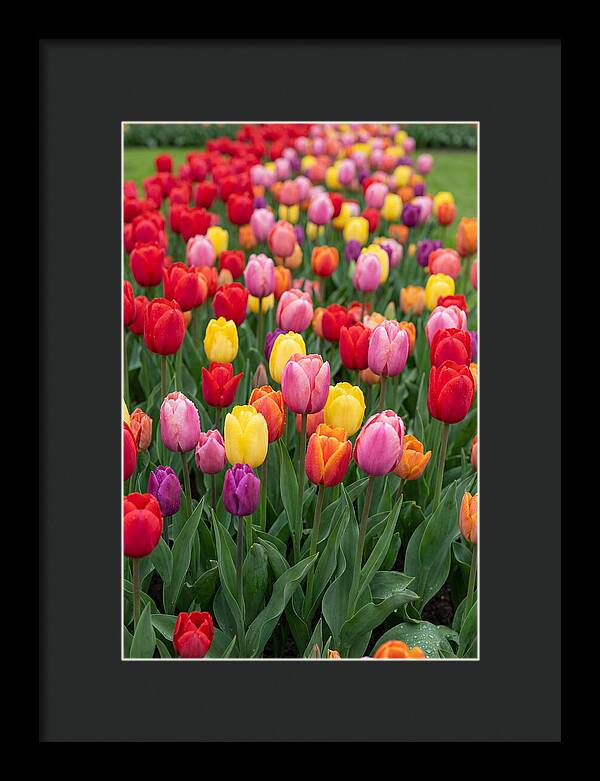 Keukenhof Tulip Garden Bliss