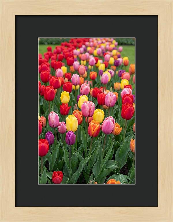 Keukenhof Tulip Garden Bliss