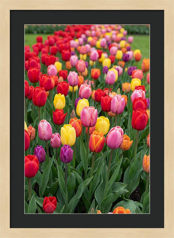 Keukenhof Tulip Garden Bliss