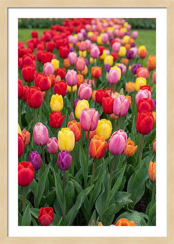 Keukenhof Tulip Garden Bliss