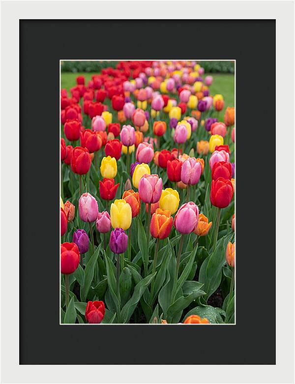 Keukenhof Tulip Garden Bliss