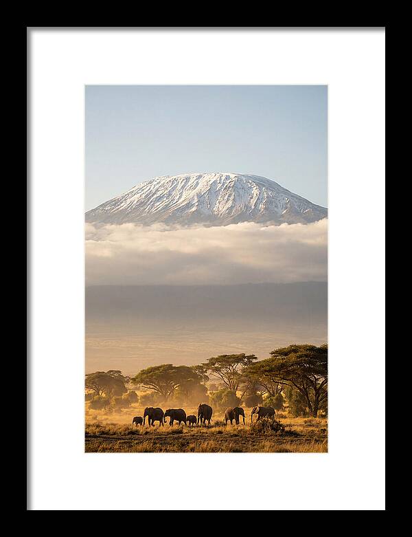 Kilimanjaro Above Amboseli Savanna