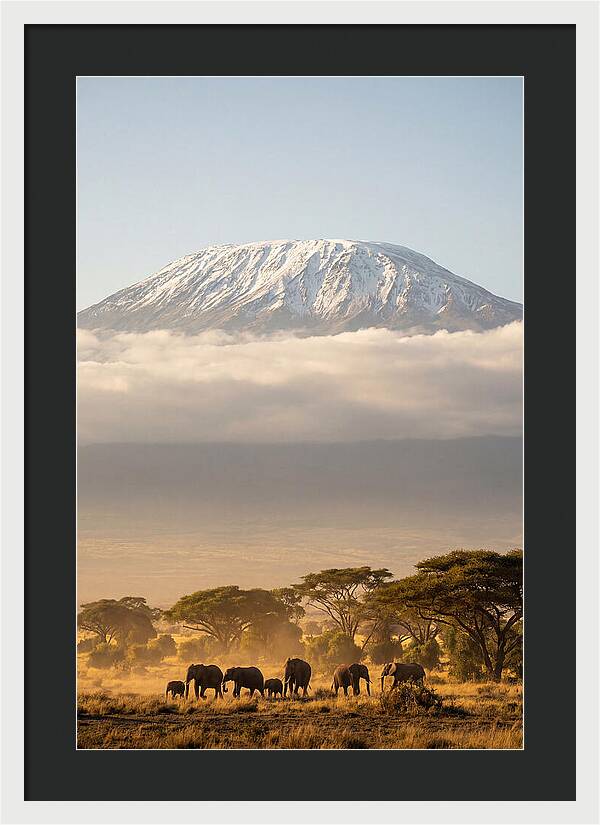 Kilimanjaro Above Amboseli Savanna