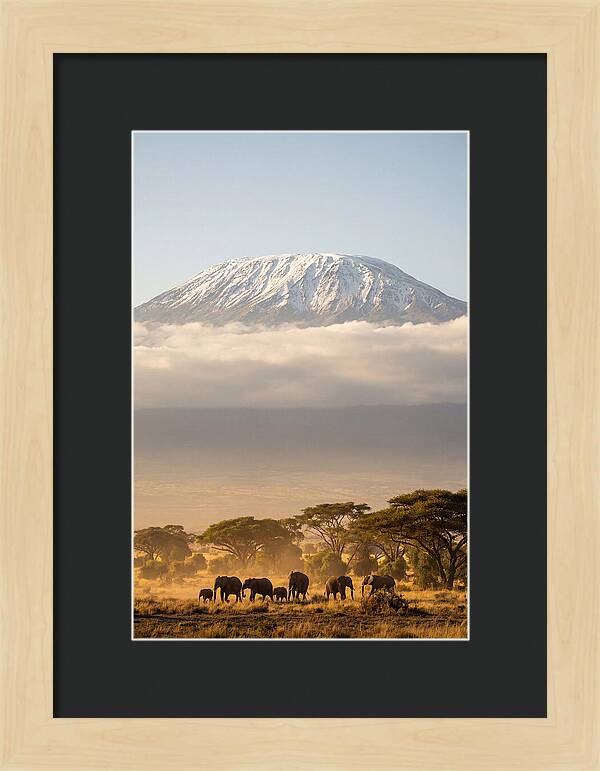Kilimanjaro Above Amboseli Savanna