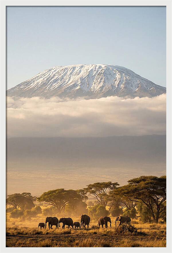 Kilimanjaro Above Amboseli Savanna