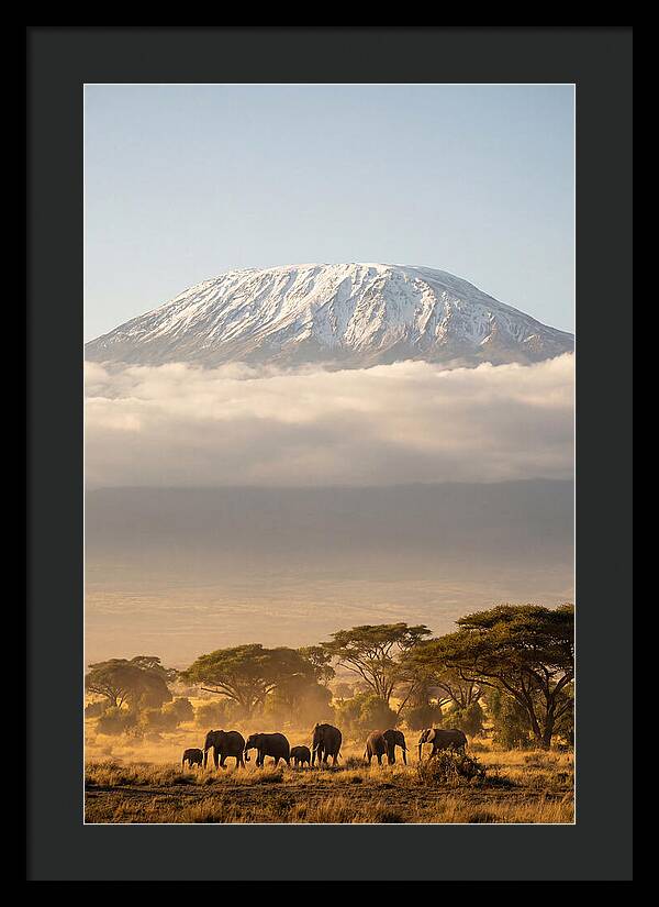 Kilimanjaro Above Amboseli Savanna