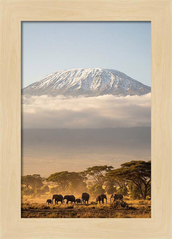 Kilimanjaro Above Amboseli Savanna