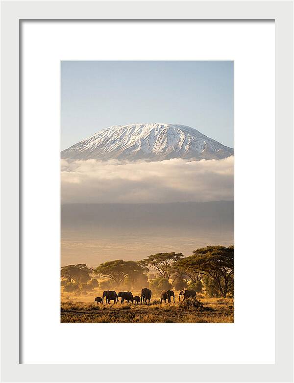 Kilimanjaro Above Amboseli Savanna