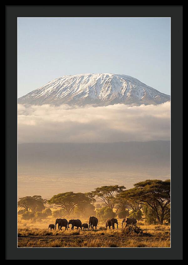 Kilimanjaro Above Amboseli Savanna