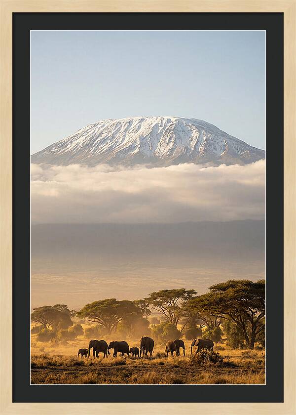 Kilimanjaro Above Amboseli Savanna