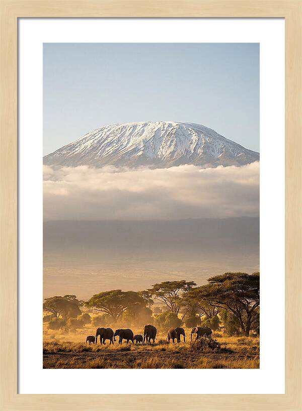 Kilimanjaro Above Amboseli Savanna