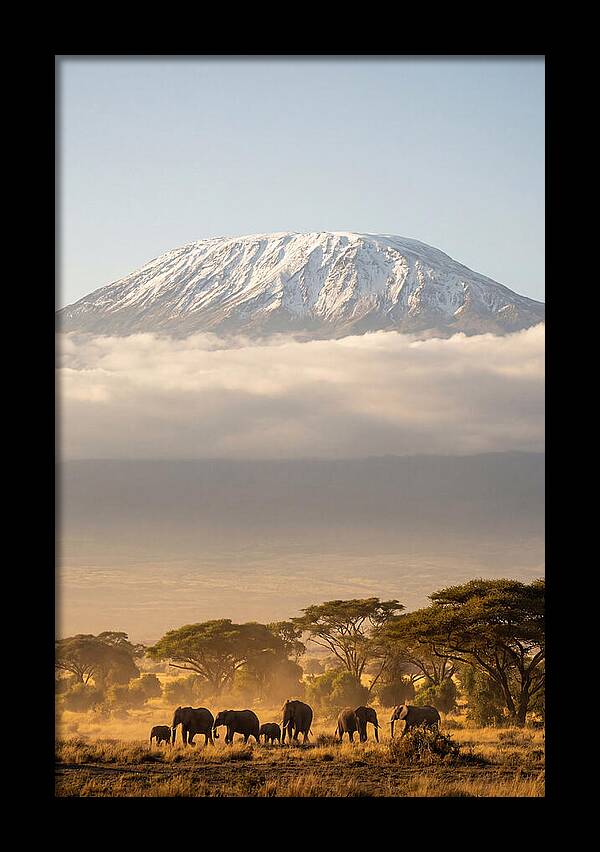 Kilimanjaro Above Amboseli Savanna