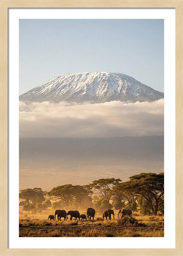 Kilimanjaro Above Amboseli Savanna