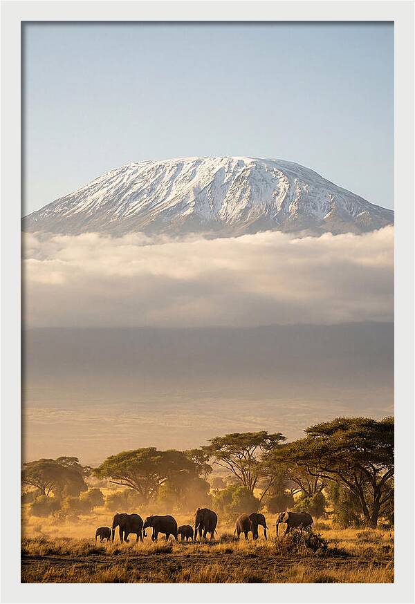 Kilimanjaro Above Amboseli Savanna