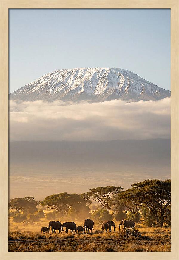 Kilimanjaro Above Amboseli Savanna