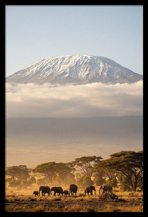 Kilimanjaro Above Amboseli Savanna