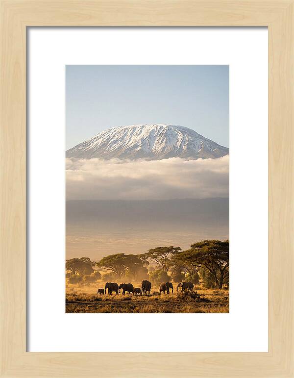 Kilimanjaro Above Amboseli Savanna