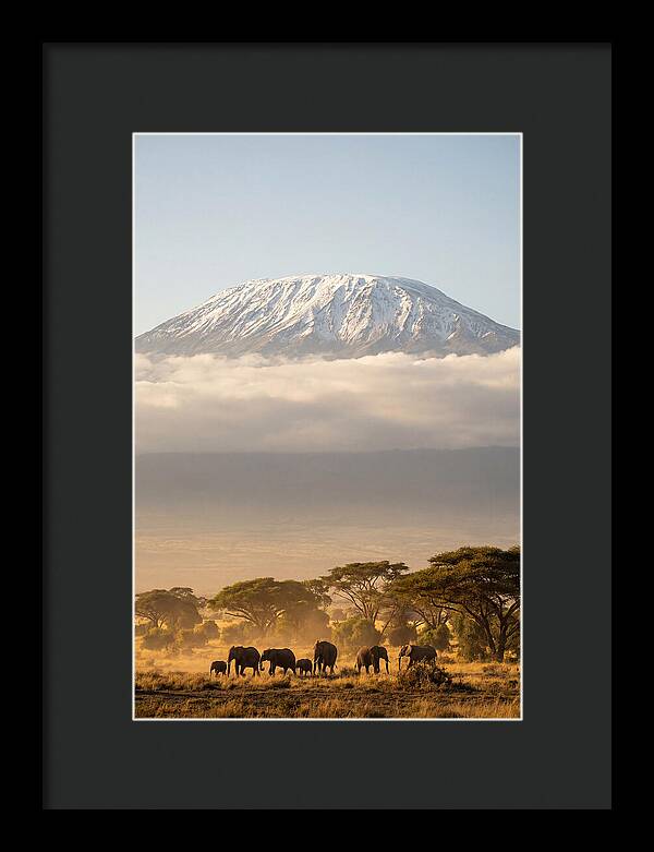 Kilimanjaro Above Amboseli Savanna