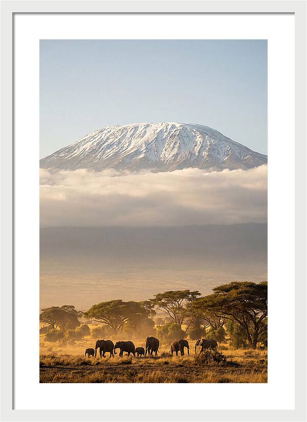 Kilimanjaro Above Amboseli Savanna