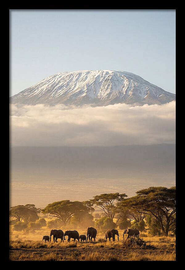 Kilimanjaro Above Amboseli Savanna
