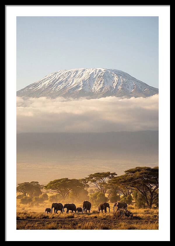 Kilimanjaro Above Amboseli Savanna