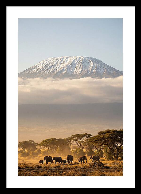 Kilimanjaro Above Amboseli Savanna