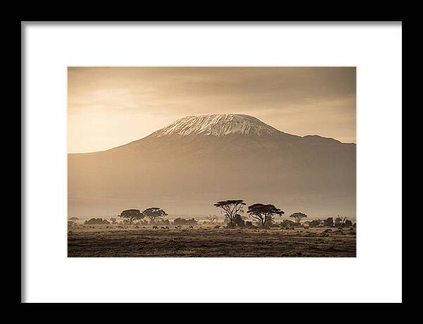 Kilimanjaro Above The Savanna