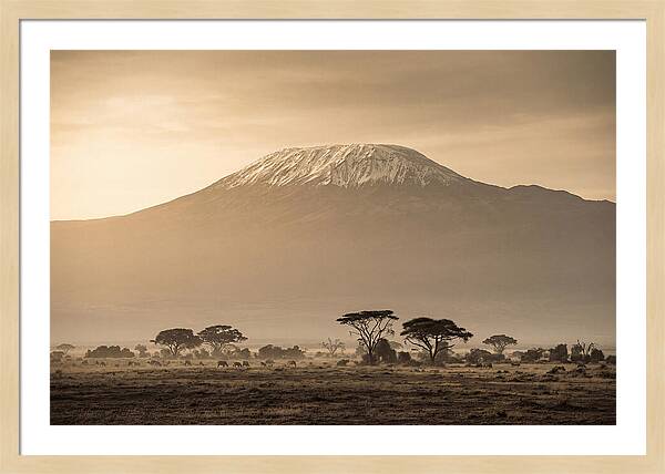 Kilimanjaro Above The Savanna