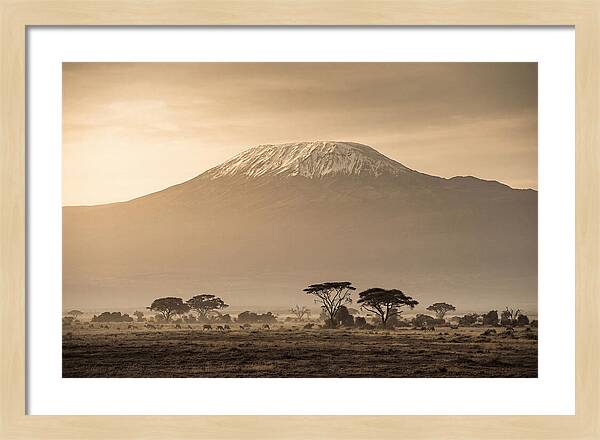 Kilimanjaro Above The Savanna