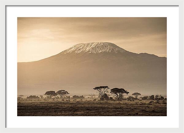 Kilimanjaro Above The Savanna