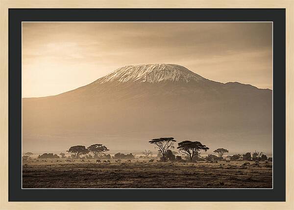 Kilimanjaro Above The Savanna