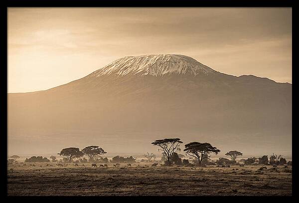 Kilimanjaro Above The Savanna
