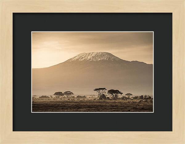Kilimanjaro Above The Savanna