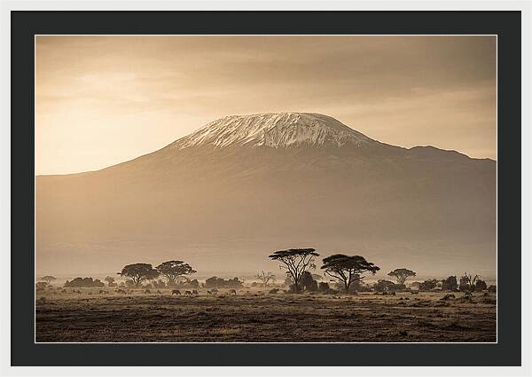 Kilimanjaro Above The Savanna